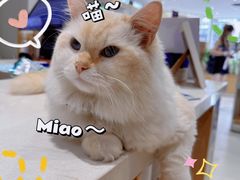 -鼎级派宠物(中南店)