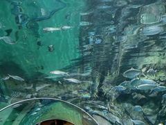 -上海海洋水族馆