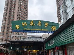 -曲阳花鸟市场(曲阳路店)