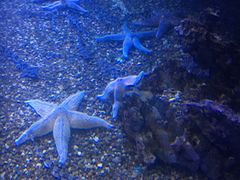 -瑞普利水族馆