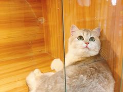 -猫十亿·布偶金渐层·曼基康矮脚猫舍(青年路店)