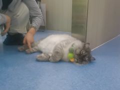 -佑安动物医院·全科·内窥镜中心(幸福巷店)