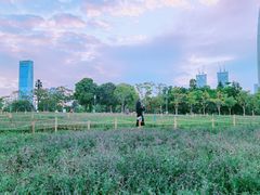 -深圳湾公园(南山区)
