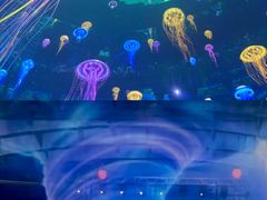 -海合安武汉极地海洋公园