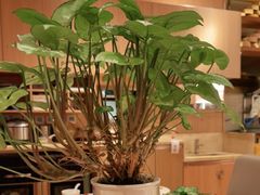 -西贝莜面村(正大广场店)