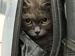 -纳吉亚猫专科动物诊疗中心(蒋宅口分院)