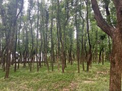 -东湖落雁景区