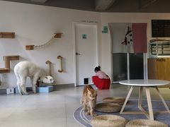 -Heymao猫咖.咖啡厅(东门店)
