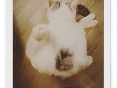-柴迷FANS CLUB·柴犬狗咖·猫咖