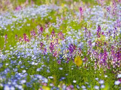 -花开海上生态园