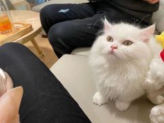 -猫腻·猫咖·撸猫馆(星光大道店)