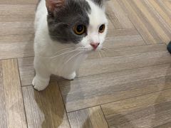 -酷豆宠物咖啡·宠物美食·撸猫馆