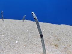 -广州海洋馆