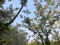 -昆山城市生态森林公园