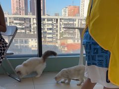 -怪兽屋·羊驼·猫咖·狗咖(俊华广场店)