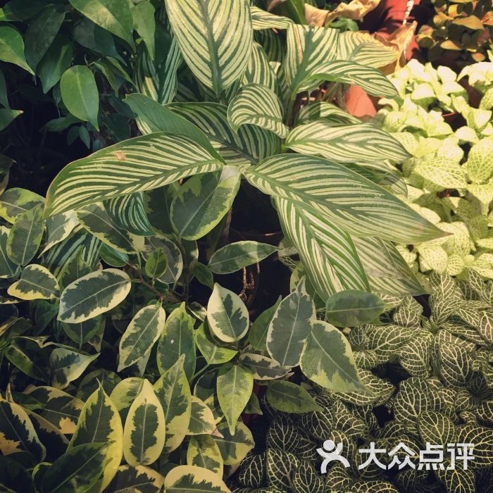 小浣熊的花花草草(长楹天街店)图片 - 第265张