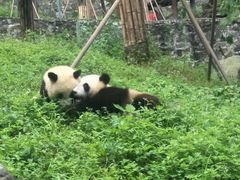 -都江堰中华大熊猫苑