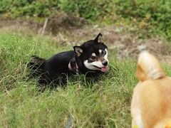 -柴务处·柴犬主题狗咖