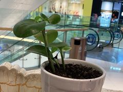 -高第街56号餐厅(凯德mall新都心店)