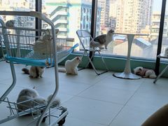 -怪兽屋·羊驼·猫咖·狗咖(俊华广场店)