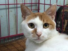 -爱贝特动物医院·猫口炎专科