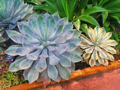 -北京植物园-展览温室