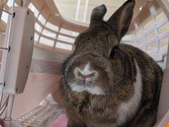 -北京观赏动物医院·24小时大型综合·猫专科·异宠专科