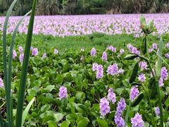 -白鹭湾湿地公园