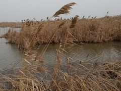 -盐城丹顶鹤湿地生态旅游区