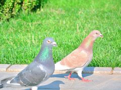 -北京世界花卉大观园