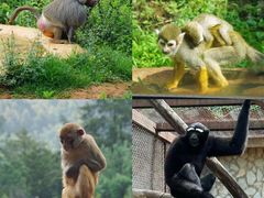 -云南野生动物园