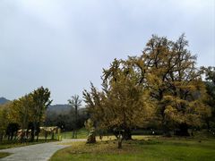 -千年银杏谷文化旅游区