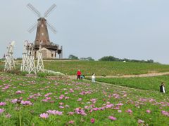 -大塘金香草谷