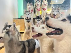 -Husky Go! 哈士奇体验馆·宠物咖啡厅狗咖