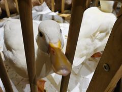 -馬蘭花開(车站大道店)