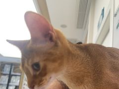 -瑞派康怡24h宠物医院·犬猫医疗中心·微创绝育(瑞景分院)
