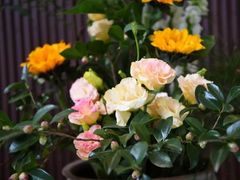 -合肥滨湖国家森林公园