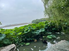 -金鸡湖桃花岛