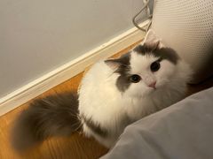 -伟伟宠物医院·瑞派猫友好医院·猫科(光谷店)