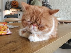 -平行世界·猫咖(首经贸店)