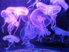 -欢乐海岸海洋奇梦馆