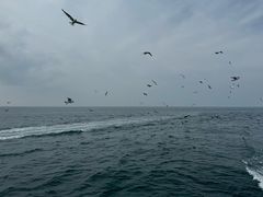 -海驴岛(荣成市)