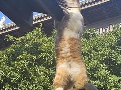 -龙华素斋(龙华路店)