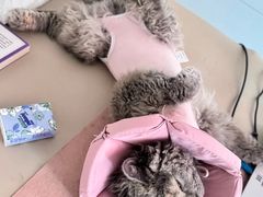 -纳吉亚猫专科动物医院博雅分院