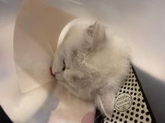 -德元·美联众合24小时动物医院(总院)