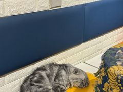 -平行世界·猫咖(首经贸店)