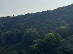 -龙坞茶村