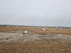 -盐城丹顶鹤湿地生态旅游区