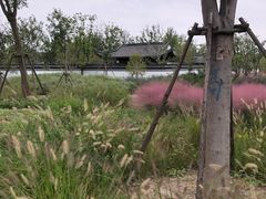 -上海滨江森林公园