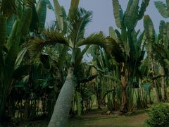 -中国科学院西双版纳热带植物园